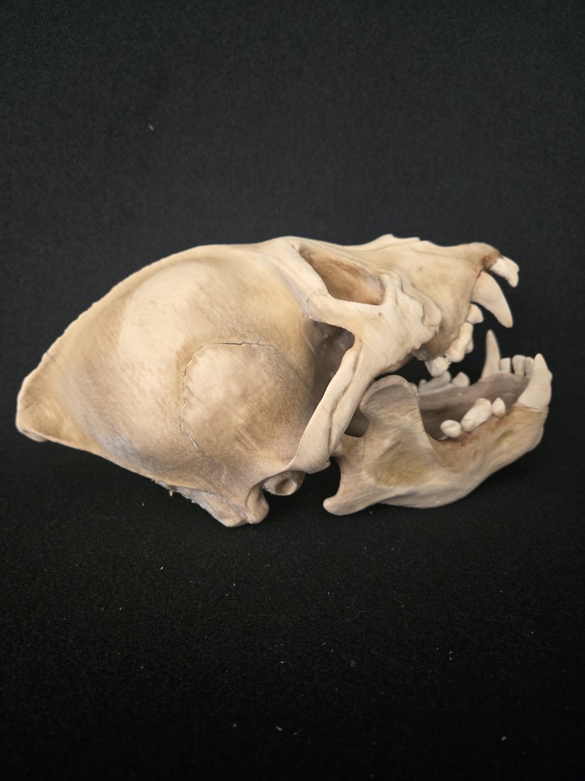 Werewolf Skull Realistic "Large" With Stand