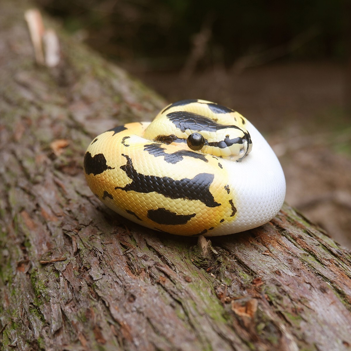 【In-Stock】 Animal Heavenly Body Pastel Pied Ball Python regius Snake Statue