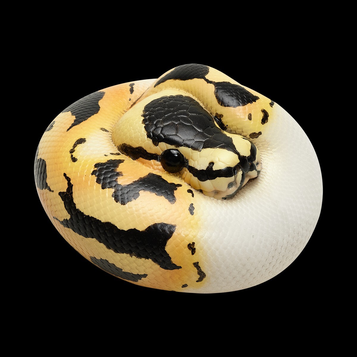 【In-Stock】 Animal Heavenly Body Pastel Pied Ball Python regius Snake Statue