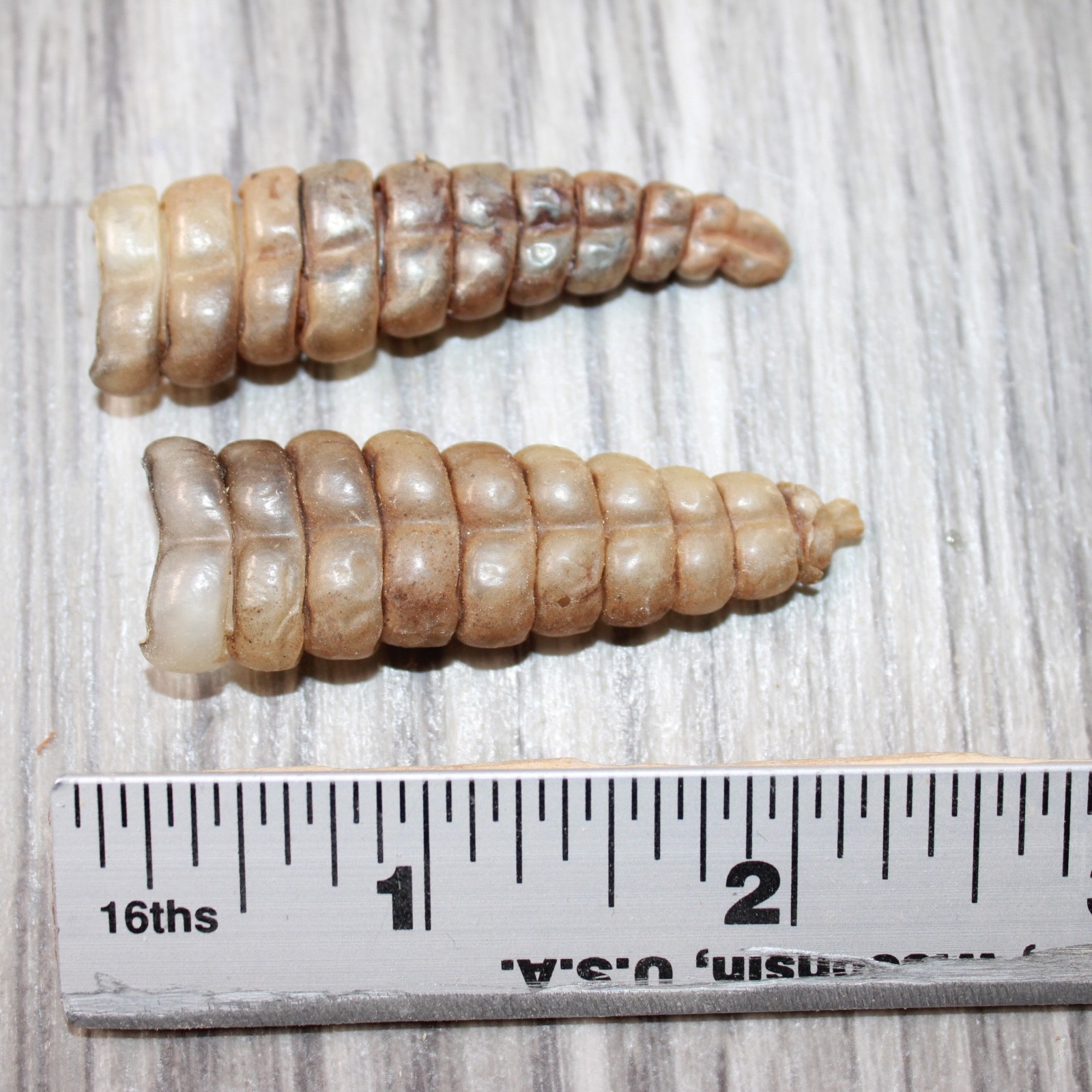 2 Very Large Rattlesnake Rattles #5863 Taxidermy Diamondback Sidewinder