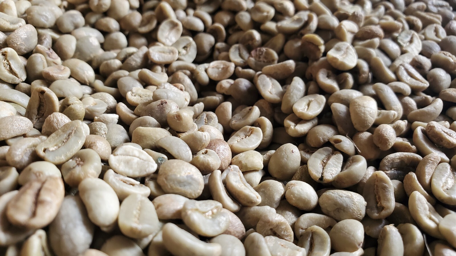 5 LBS HONDURAS HONDURAN FRESH UNROASTED GREEN COFFEE BEANS - ORGANIC ARABICA