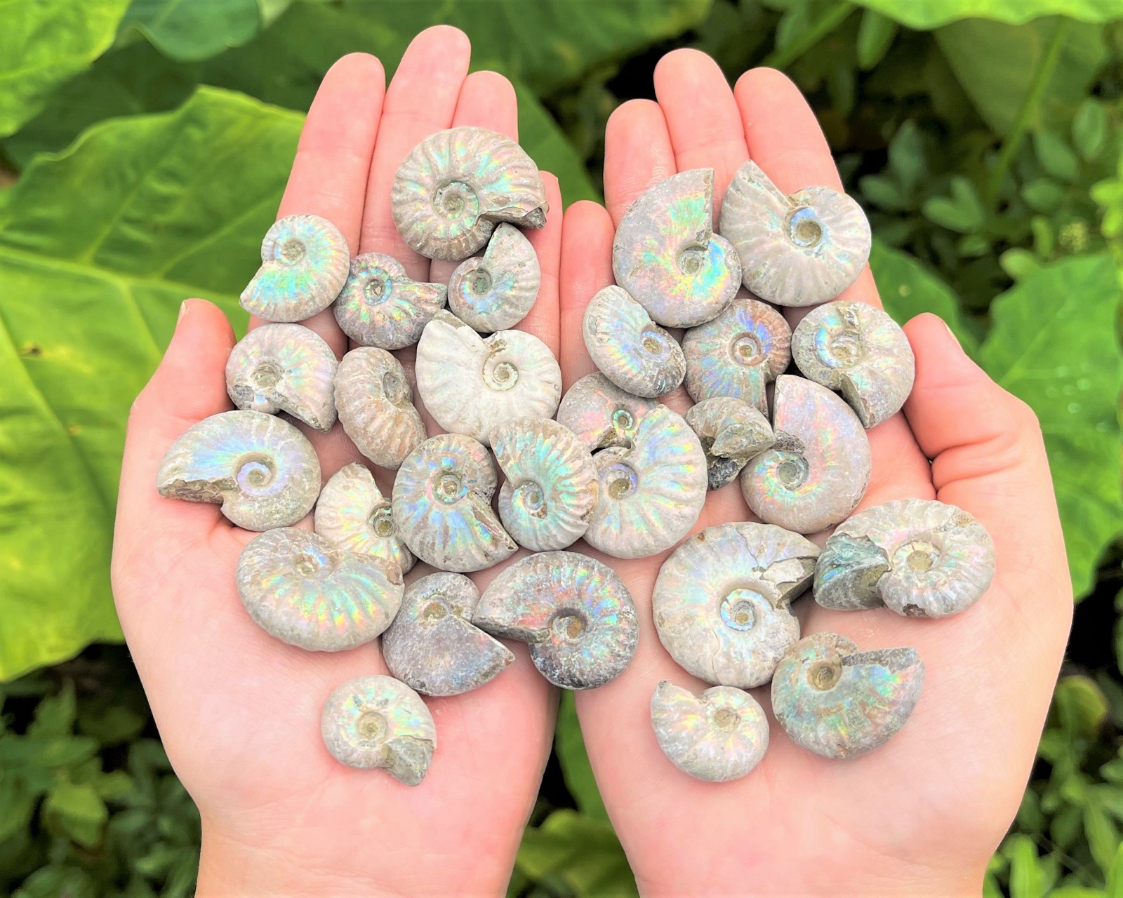 Opalized Ammonite Fossils - Choose Size & Amount (Natural Iridescent Ammonites)