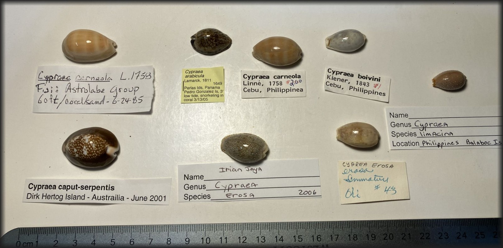 Cypraea collection.  8 shells and 6 species. Great Shape. worldwide collection