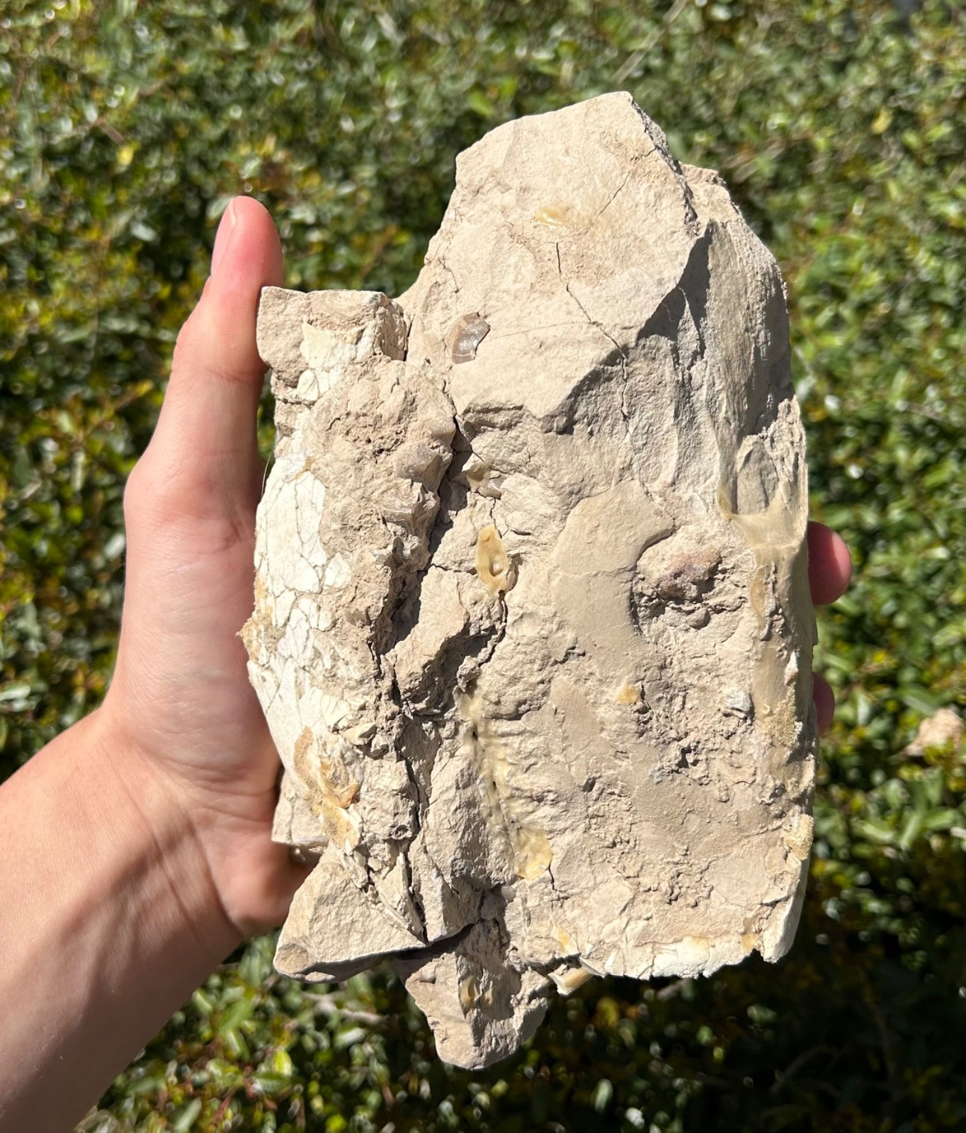 Fossil Oreodont Skull White River Oligocene Mammal Burke Formation Nebraska