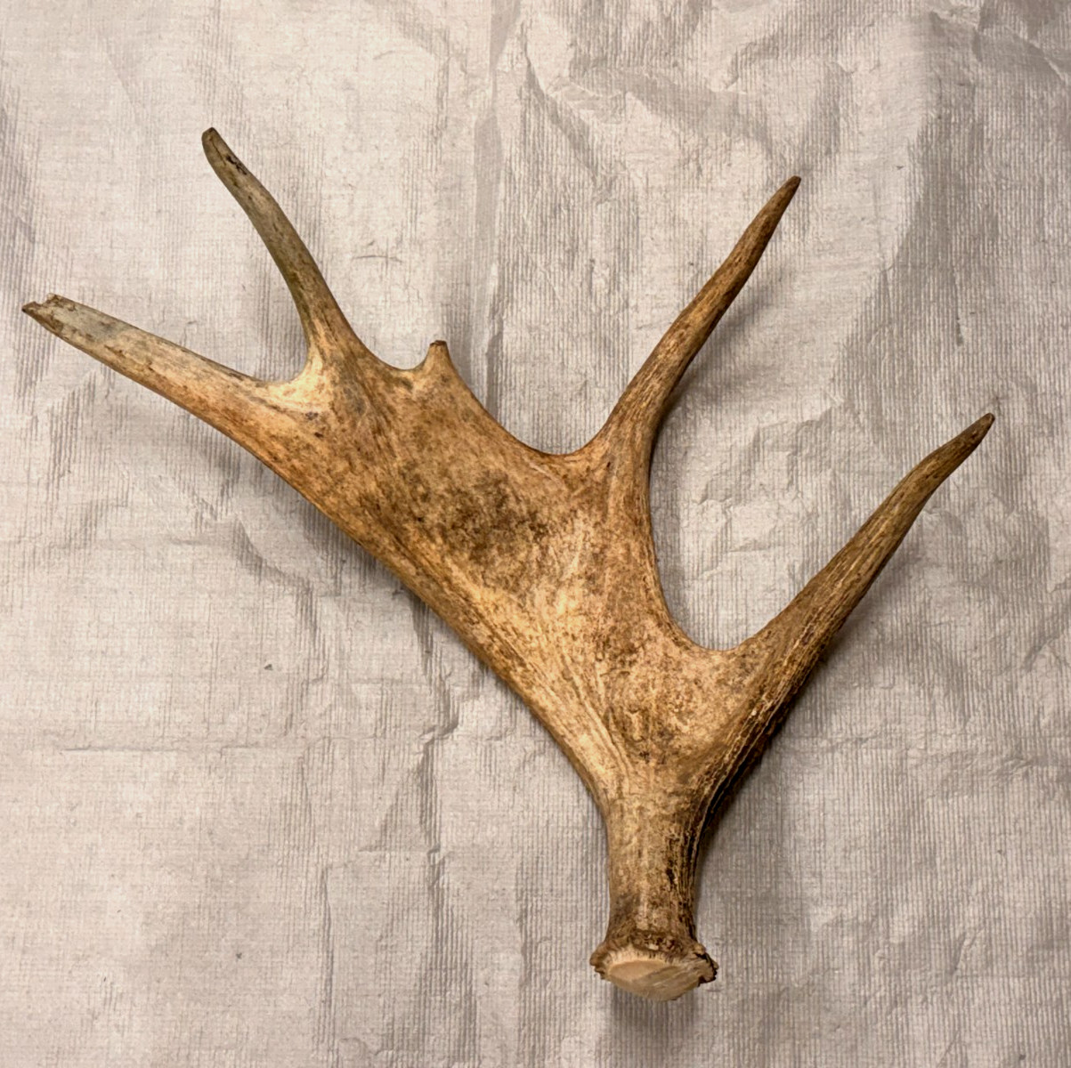 Real moose antler craft natural art antlers decor rustic home cabin gift display