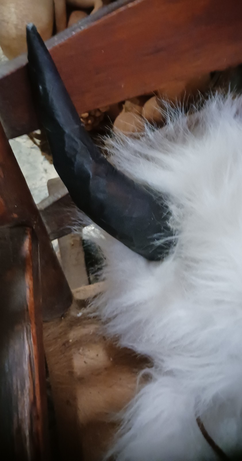 *AWESOME NATIVE AMERICAN WHITE BUFFALO HEAD DRESS LORETTA BEYUKA NICE HTF !*