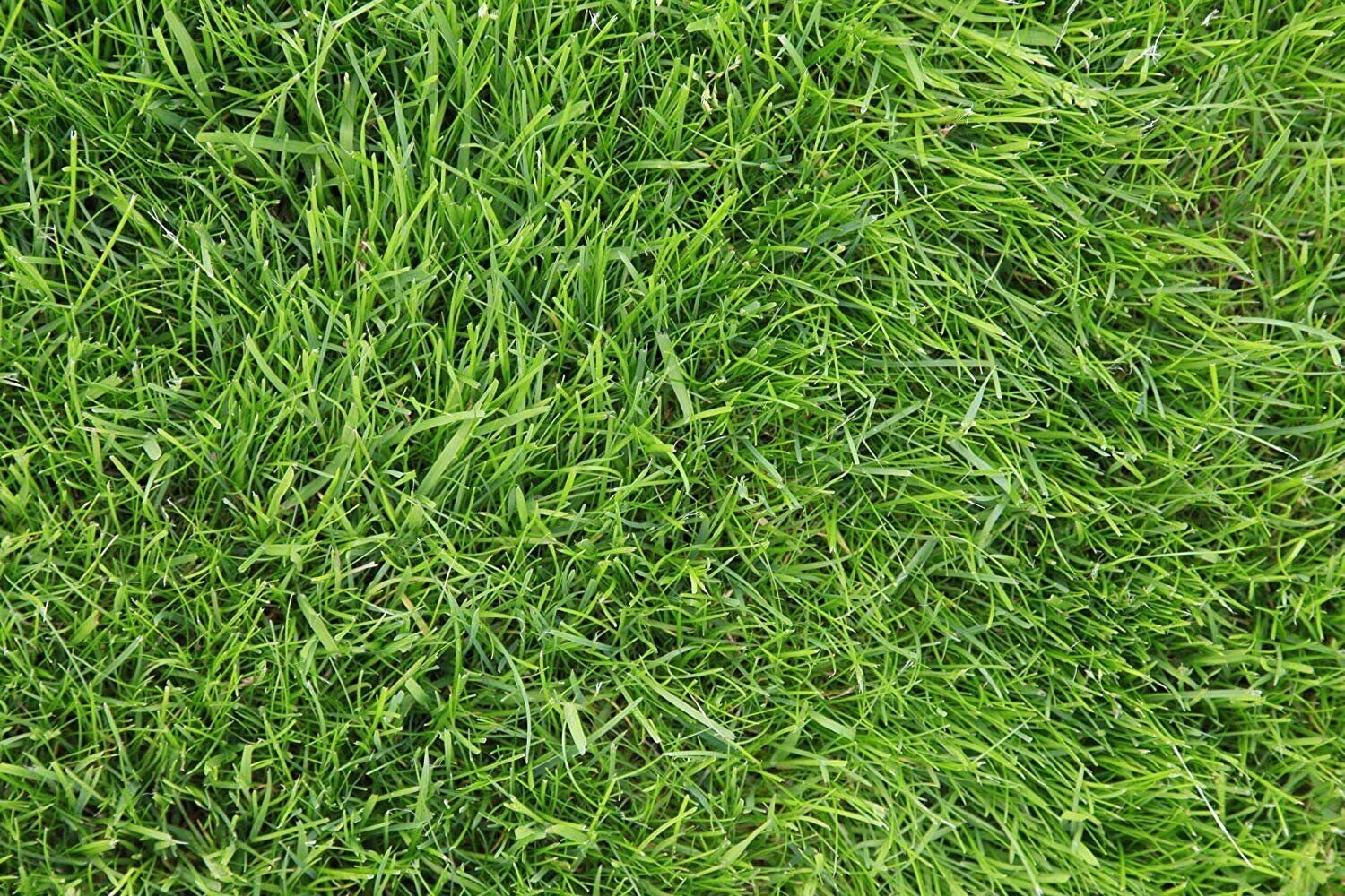 Kentucky 31 K31 Tall Fescue Grass Seed by Eretz - State Certified, CHOOSE SIZE!