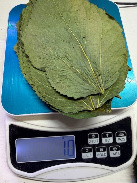 Dry ORGANIC Mulberry Leaves - Ready to add directly to your Aquarium.