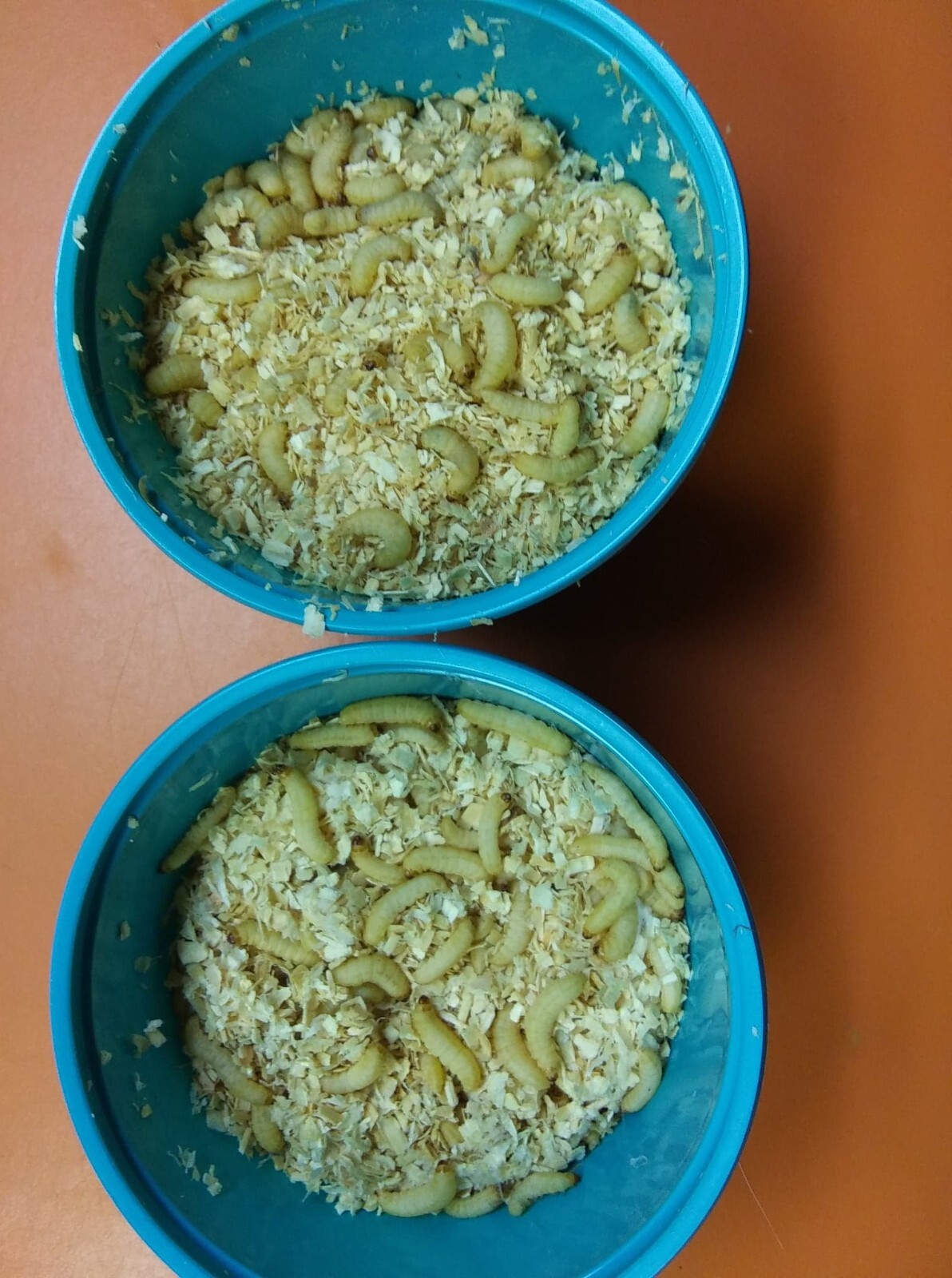 250 Live Wax Worms, Waxies, Bee Moths, Pet Food, Reptiles, Waxworm FREE SHIPPING