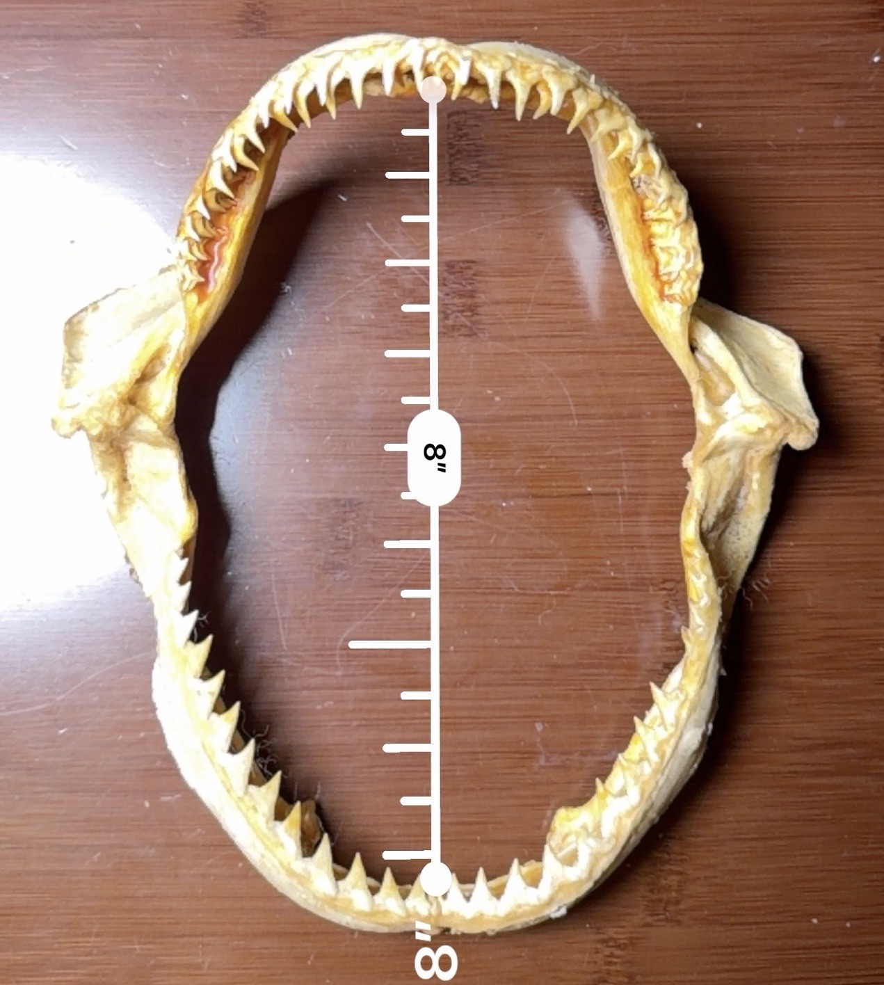 Vintage Large Bull Shark Jaws & Teeth 8” x 7” Jaw Nautical Fishing Decor