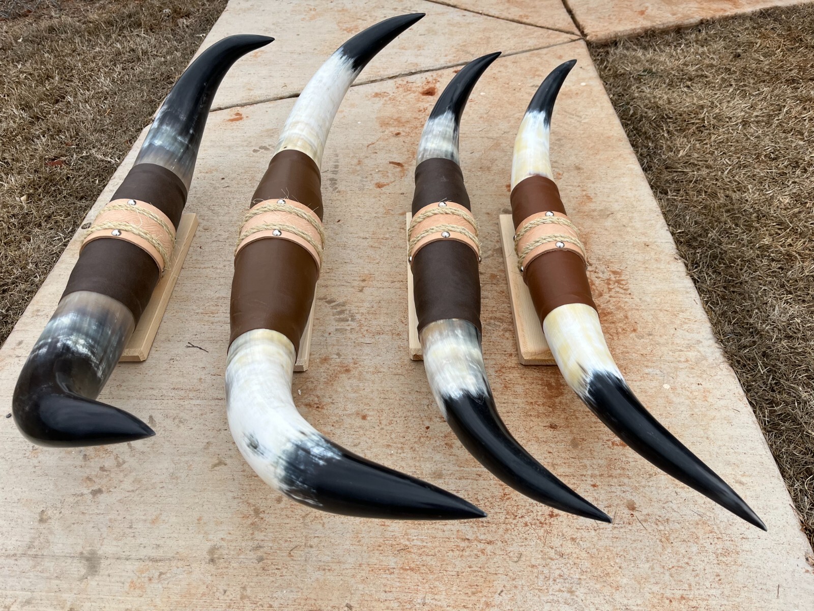 MOUNTED STEER HORNS (ONE ONLY) 36" to 40" inch wide LONGHORN POLISHED BULL COW