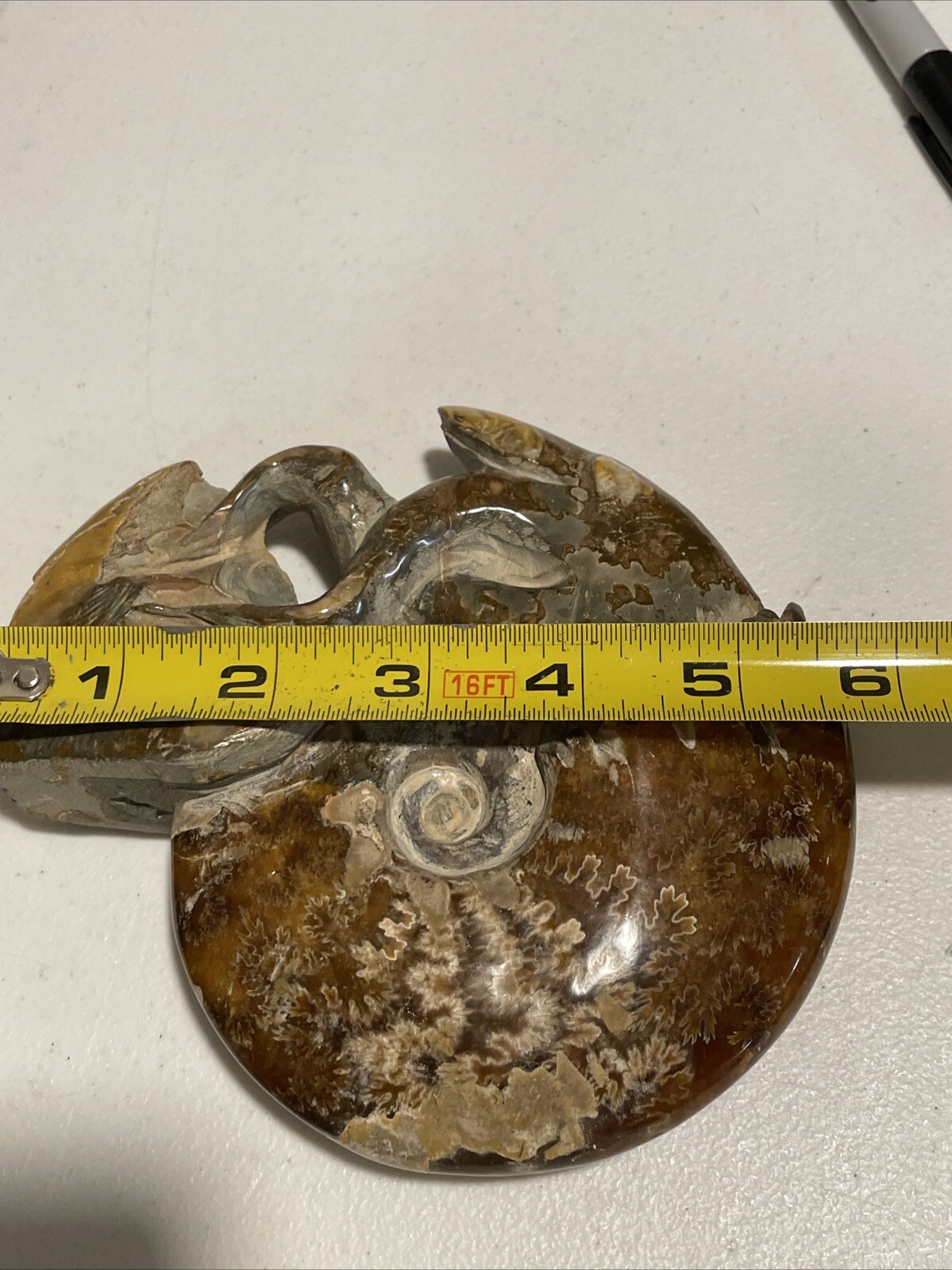 Small Fossilized Agatized Polished Ammonite Specimen 6 inches 1# 10oz