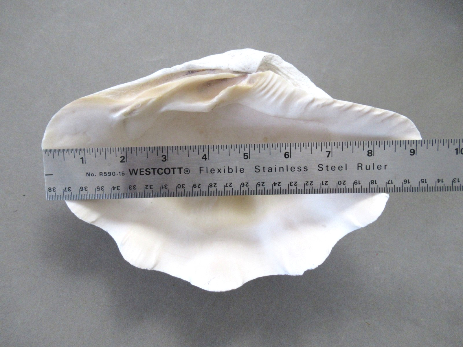 Natural Half Clam Shell Seashell Half Approximately 9" by 6"