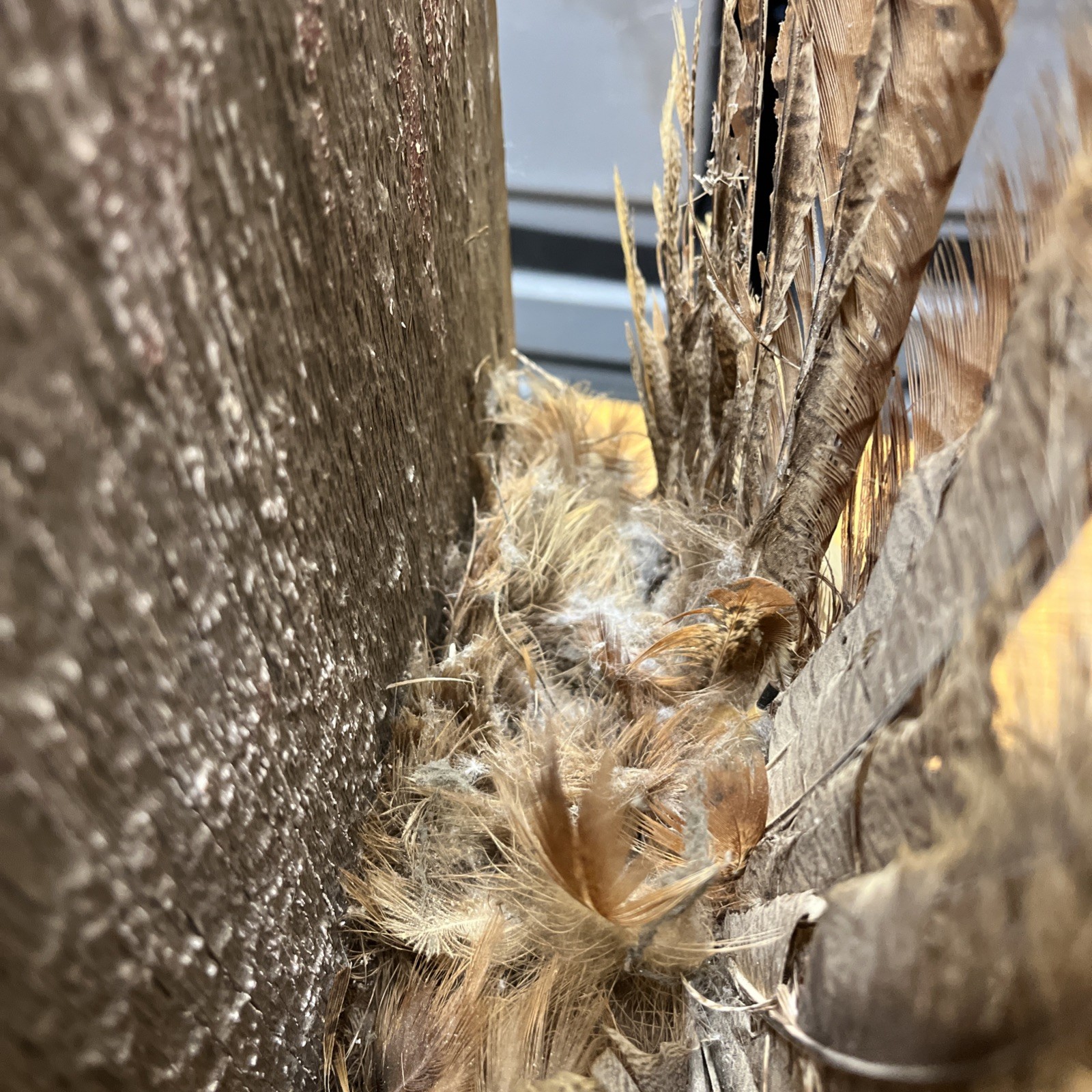 VINTAGE TAXIDERMY RING-NECKED FULL PHEASANT WALL MOUNT 24” CABIN HUNTING