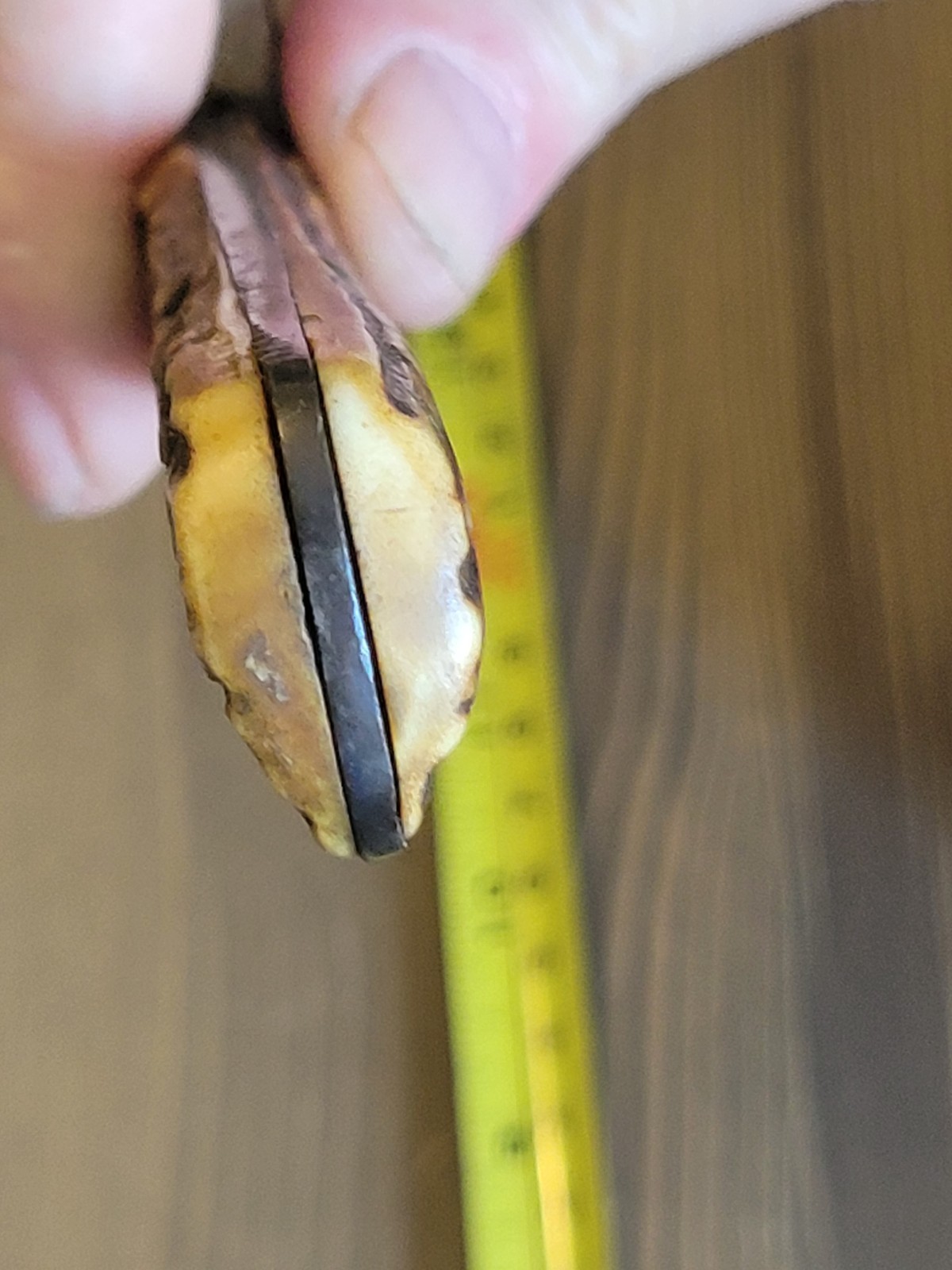 Antique Mid-1800s Stag Handle Fighting Knife with Sheath