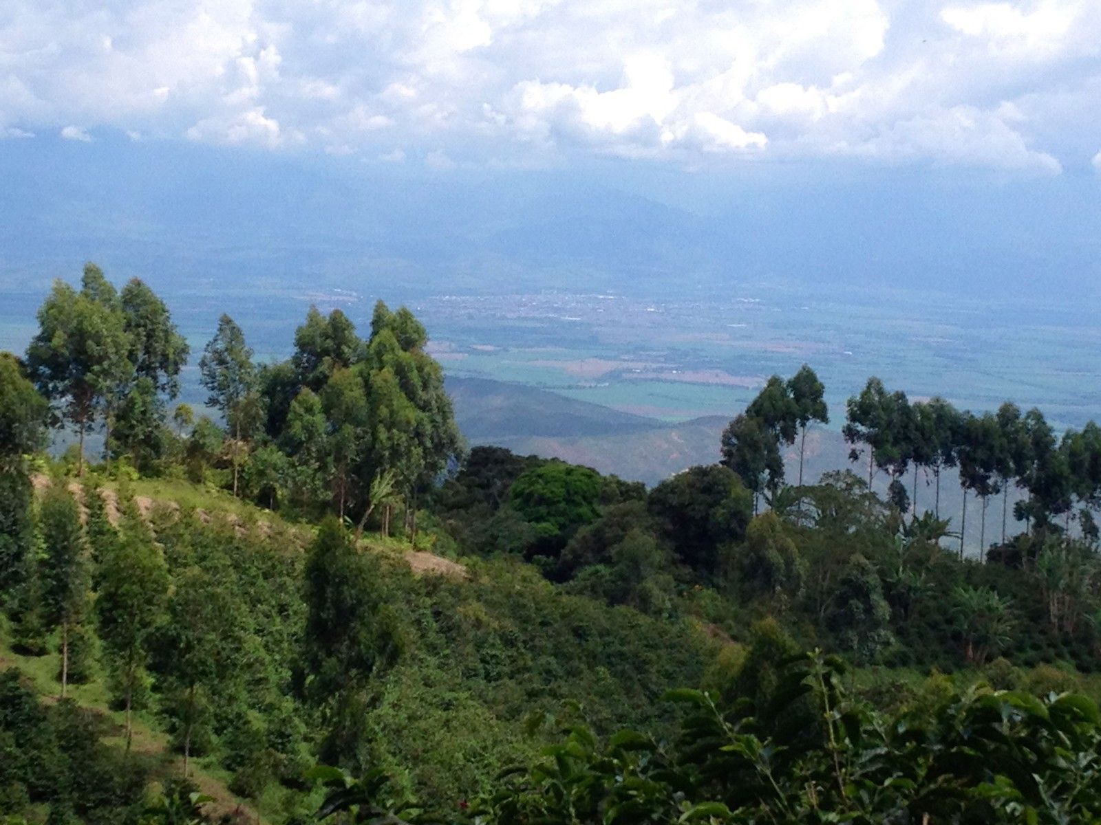 Brazilian JAZBLU Coffee Beans Peaberry Medium Roasted 2 ,5, 7 & 10/ 1 Pound Bag