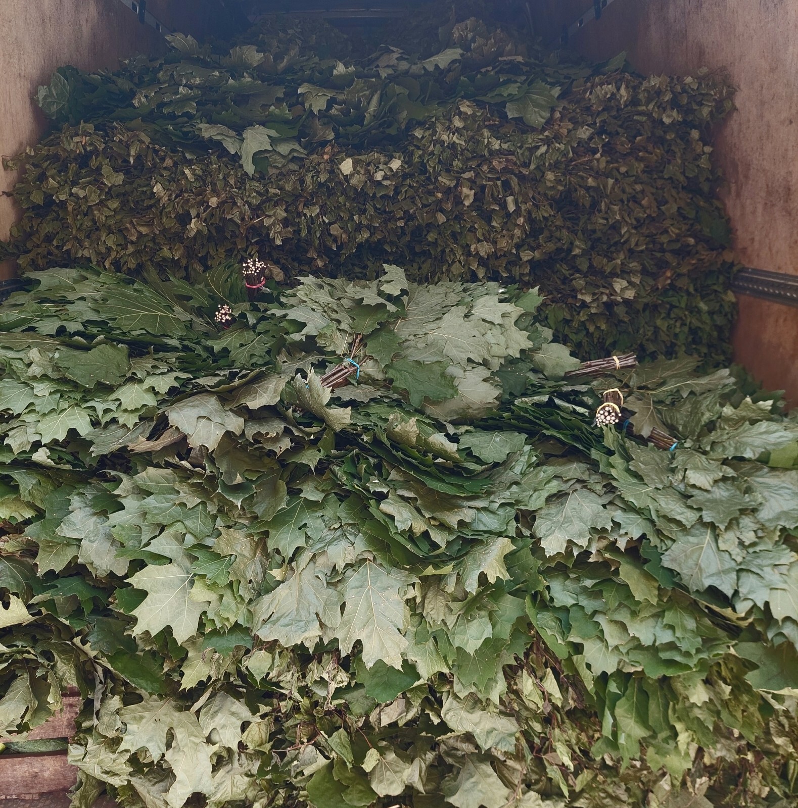 18st Oak canadian brooms+herbs sauna banya venik whisks Eiche 2025 Ukraine free