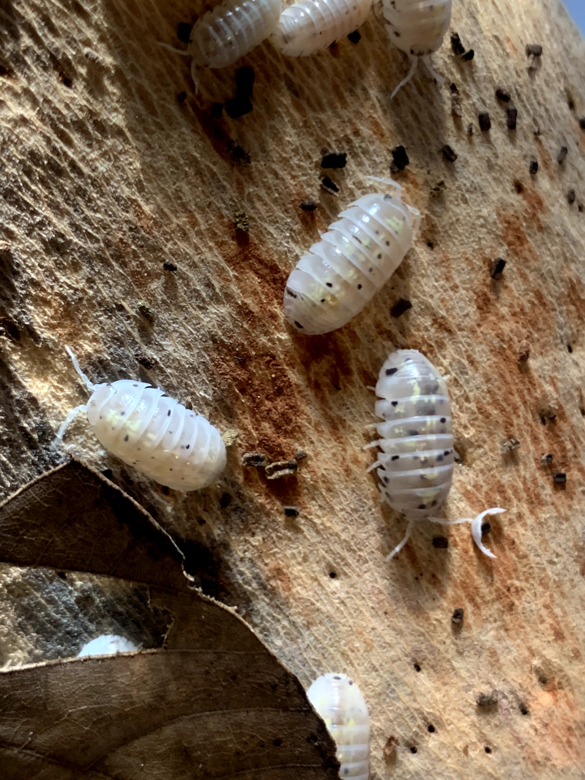 10+ Magic Potion isopods + Free Priority Shipping!