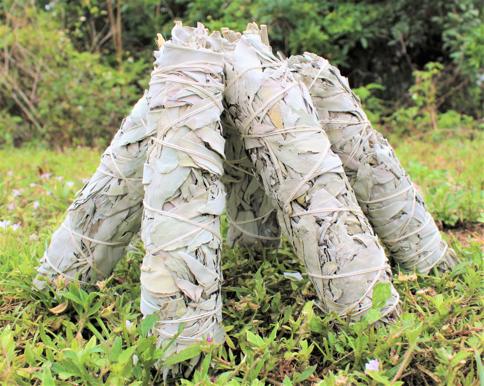 9" JUMBO White Sage Smudge Bundles - 2 Pack Bulk Lot Large Sticks + Directions