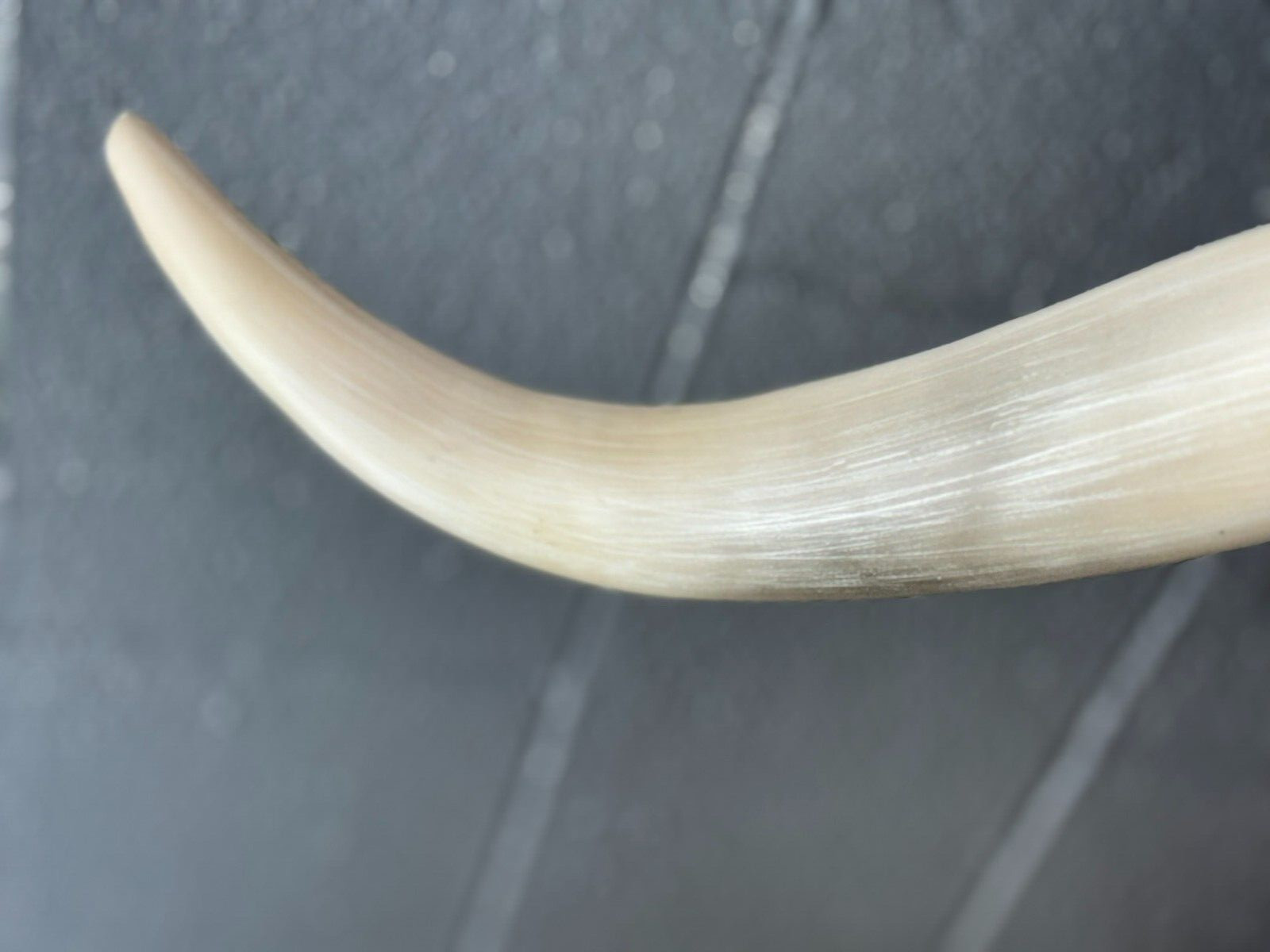 41" STEER BULL HORNS WESTERN LONGHORN WALL HANGING COW 3 1/2 Foot FAUX longhorns