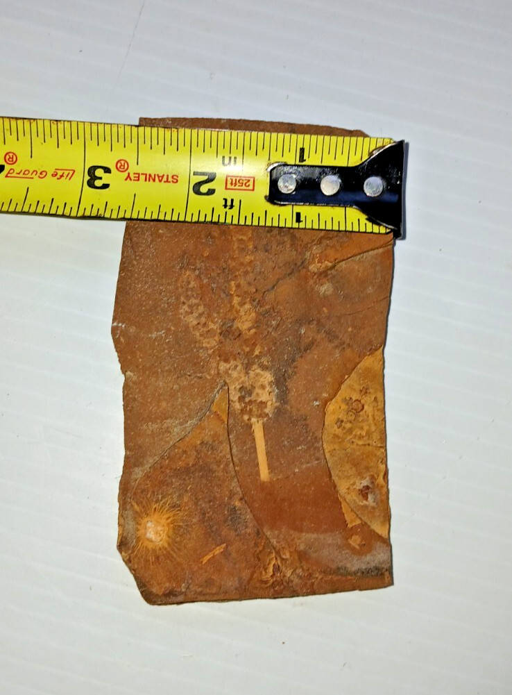 Siphusauctum Gregarium Fossil?