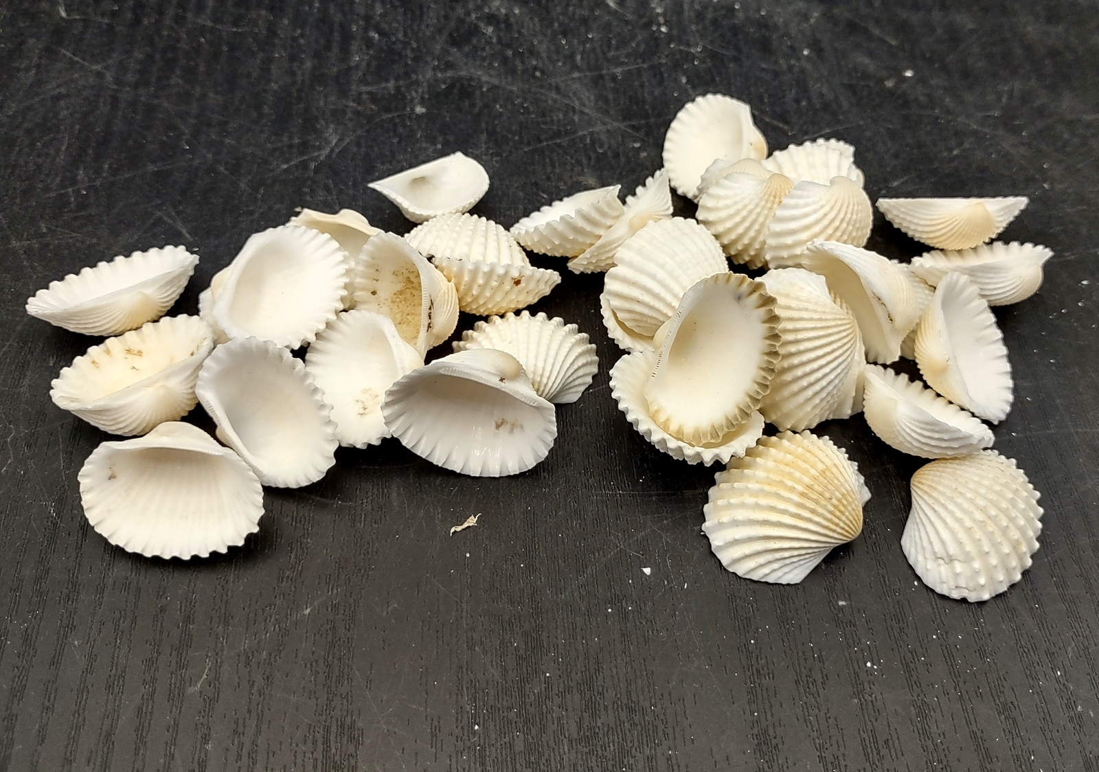 White Ark Clam Seashells Andara Granosa (approx. half cup 35+ shells 0.5+ in.)