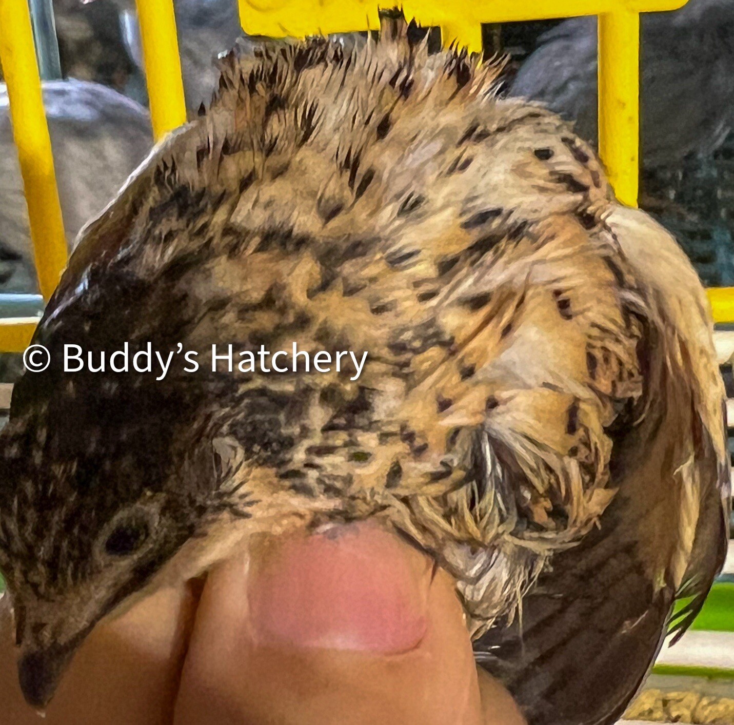 24 Button Quail Fertile Hatching Eggs Quail