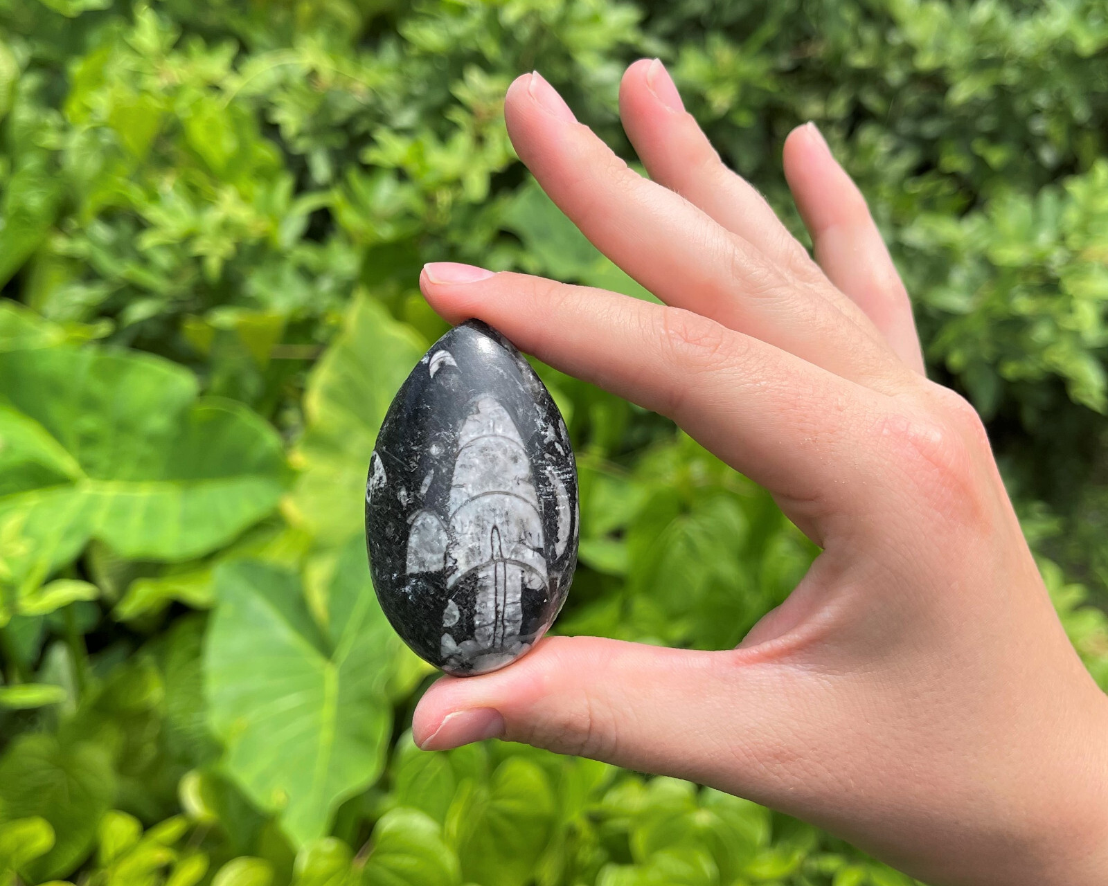 1 x Orthoceras Fossil, Fossilized Ancient Cephalopod (465+ Million Years Old)