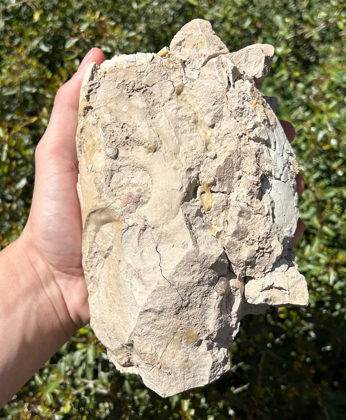 Fossil Oreodont Skull White River Oligocene Mammal Burke Formation Nebraska