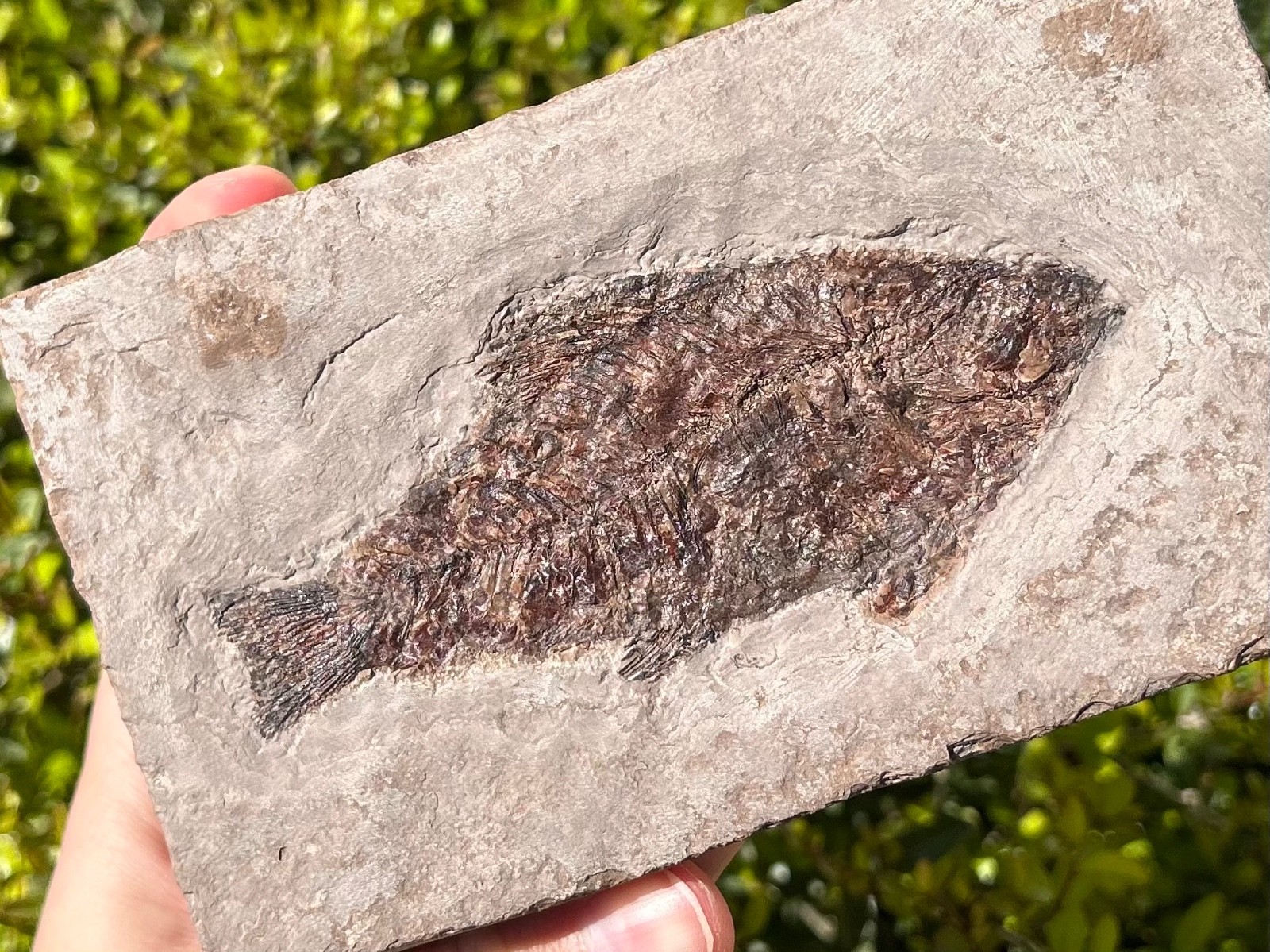 RARE Nebraska Fossil Fish Valentine Formation Skeleton Late Miocene Age