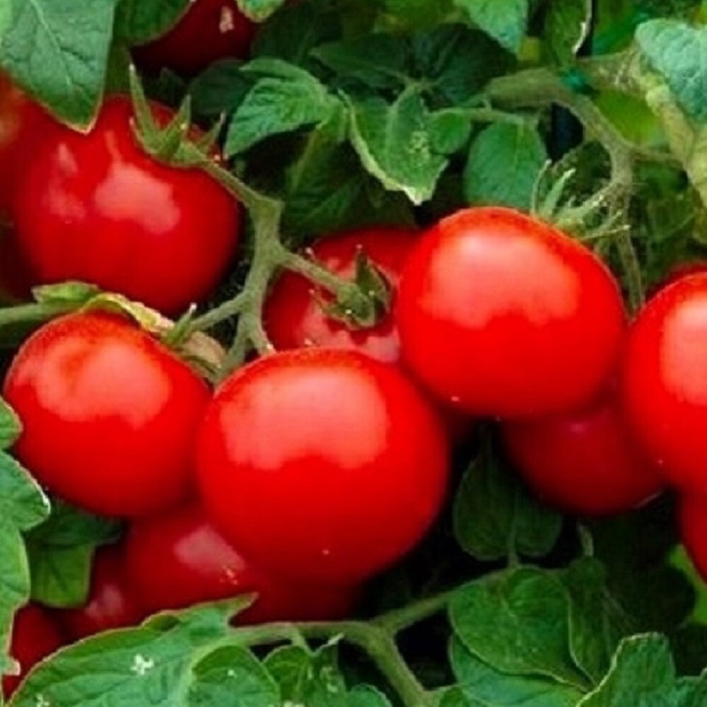 Cherry Tomato Seeds Large | NON-GMO | Heirloom | Fresh Vegetable Seeds