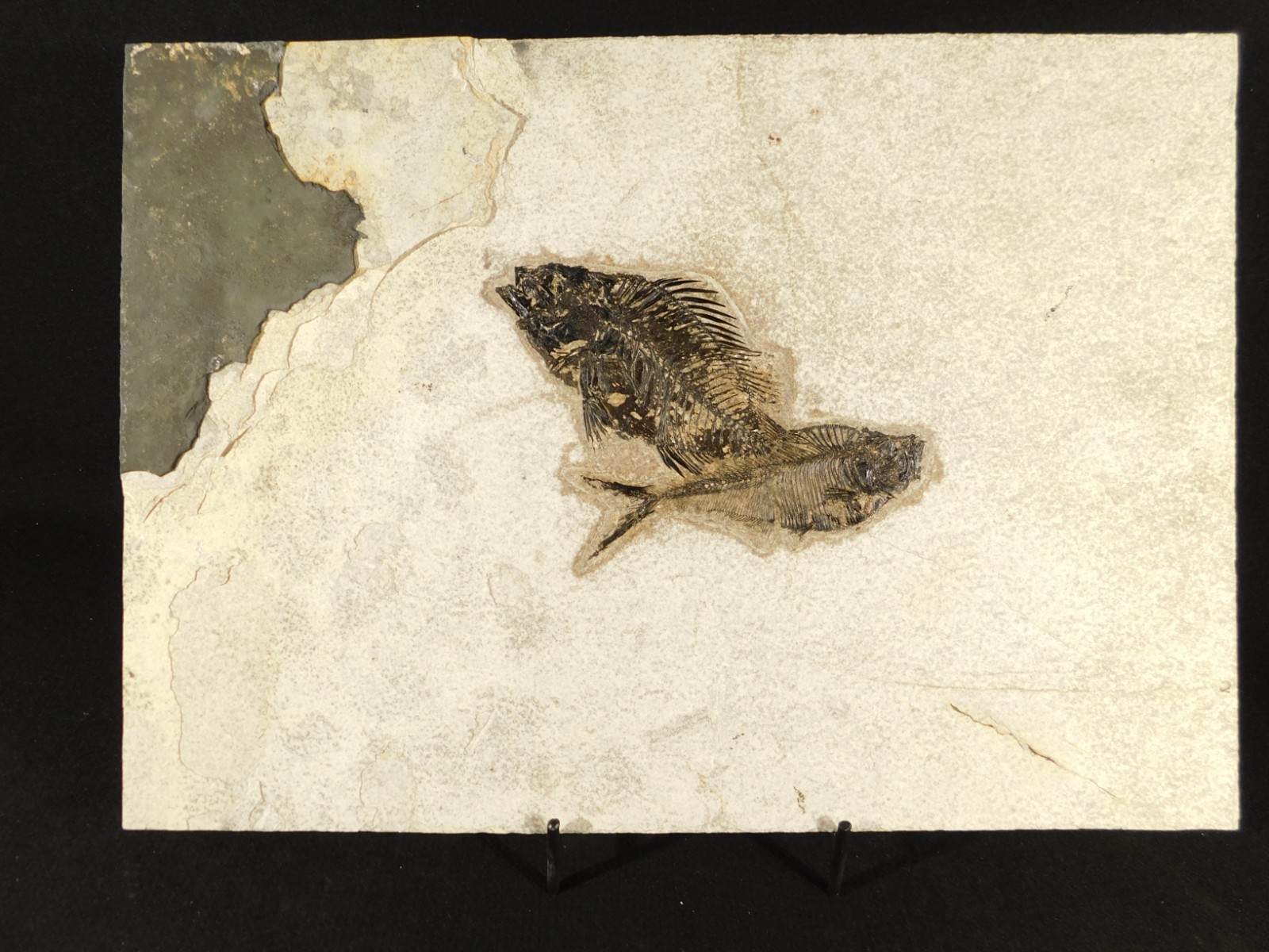 Two! SPECIES Rare Priscacara FISH Fossil and Diplomystus On HUGE Matrix Wyoming