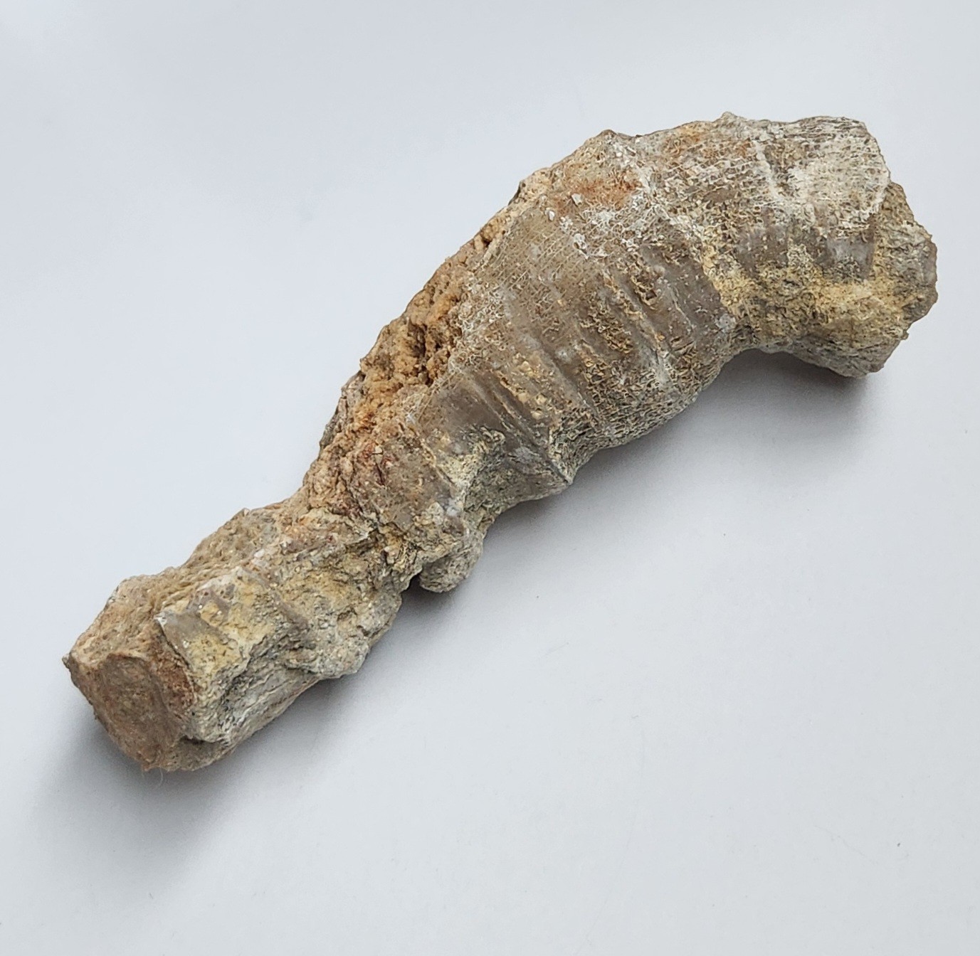 5" 216g Fossil Horned Coral Central Texas Pennsylvanian Display Specimen