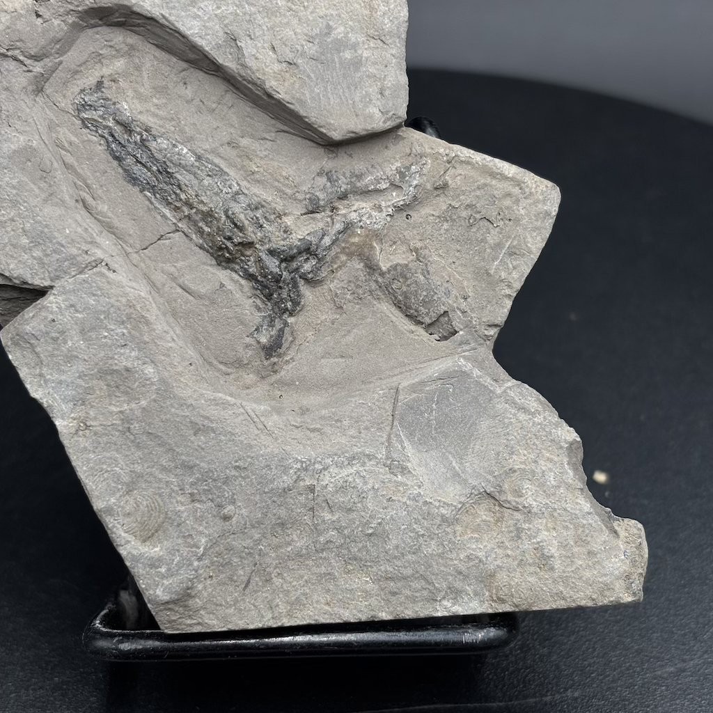 Rare Jurassic fossil squid Rhomboteuthis - La Voulte-sur-Rhône France - 10 cm