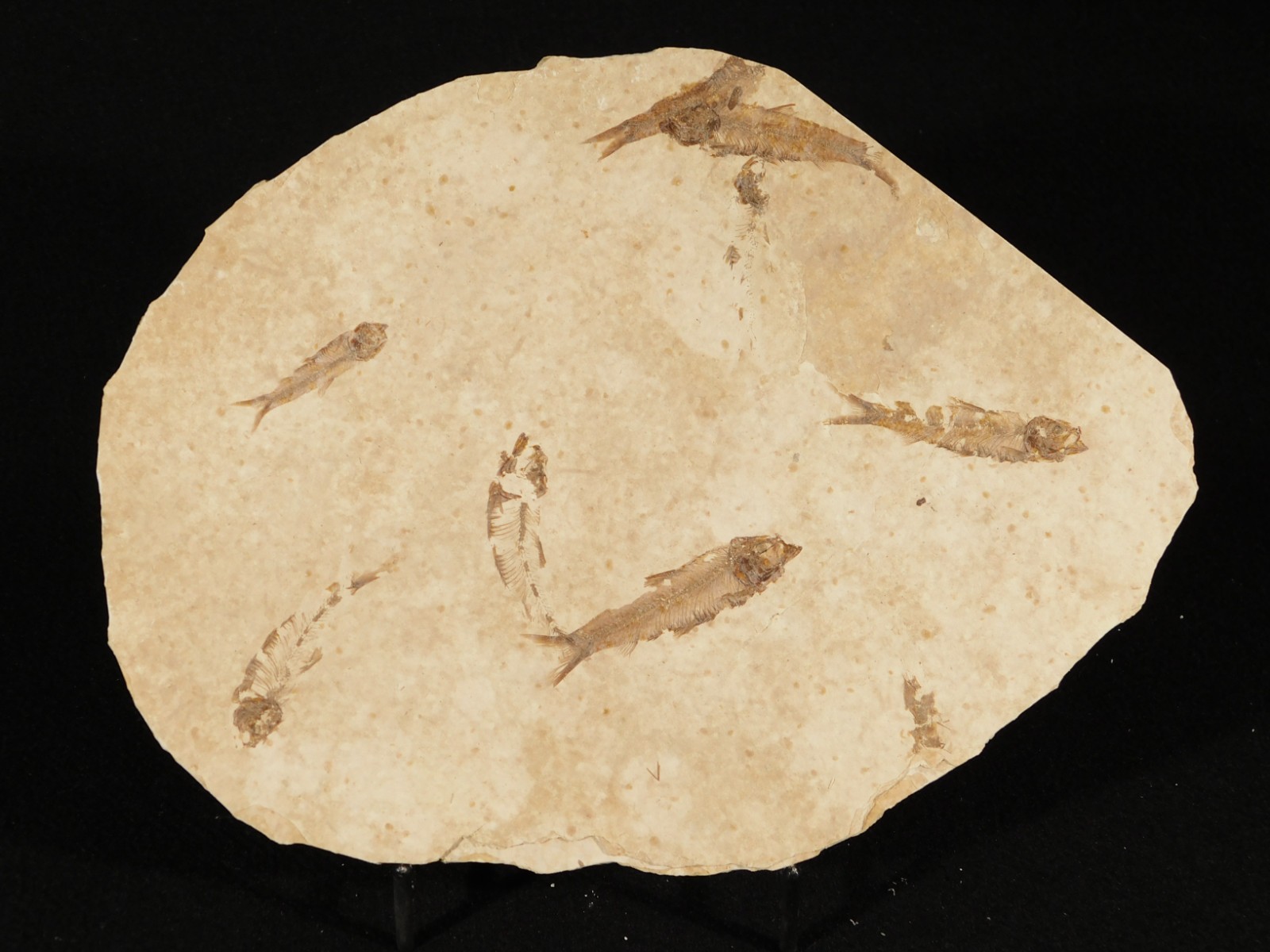 Rock AQUARIUM SEVEN! 50 Million Year Old Knightia FISH Fossils Wyoming 359gr