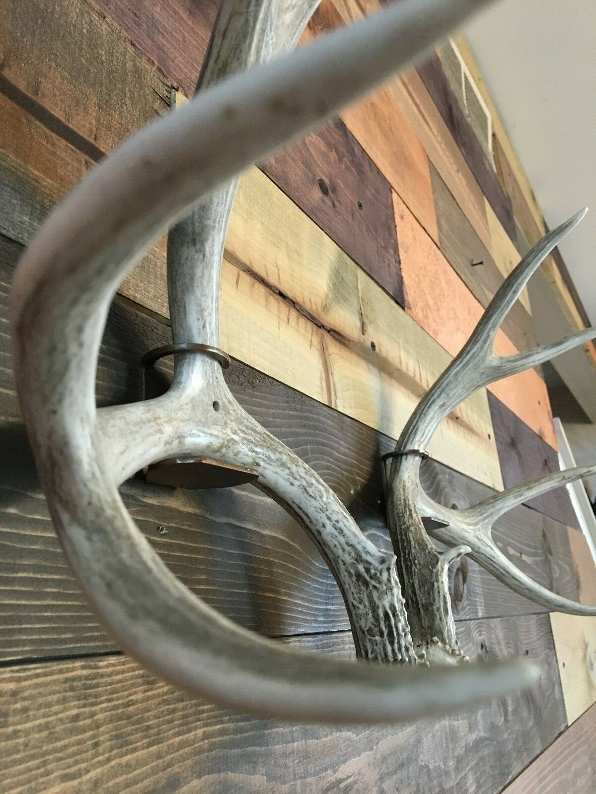 Amazeen Outdoors Shed Antler Mount Hanger Whitetail Mule Deer Sheds Bone Skull