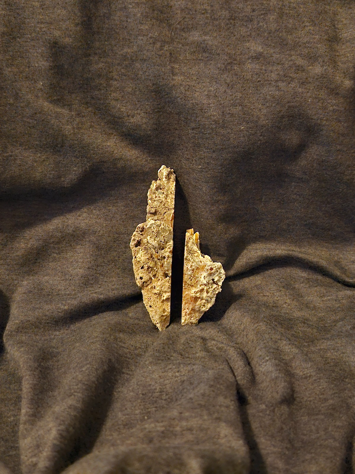 Florida Agatized Coral Fossil Pair, unpolished Chalcedony Fluorescent!