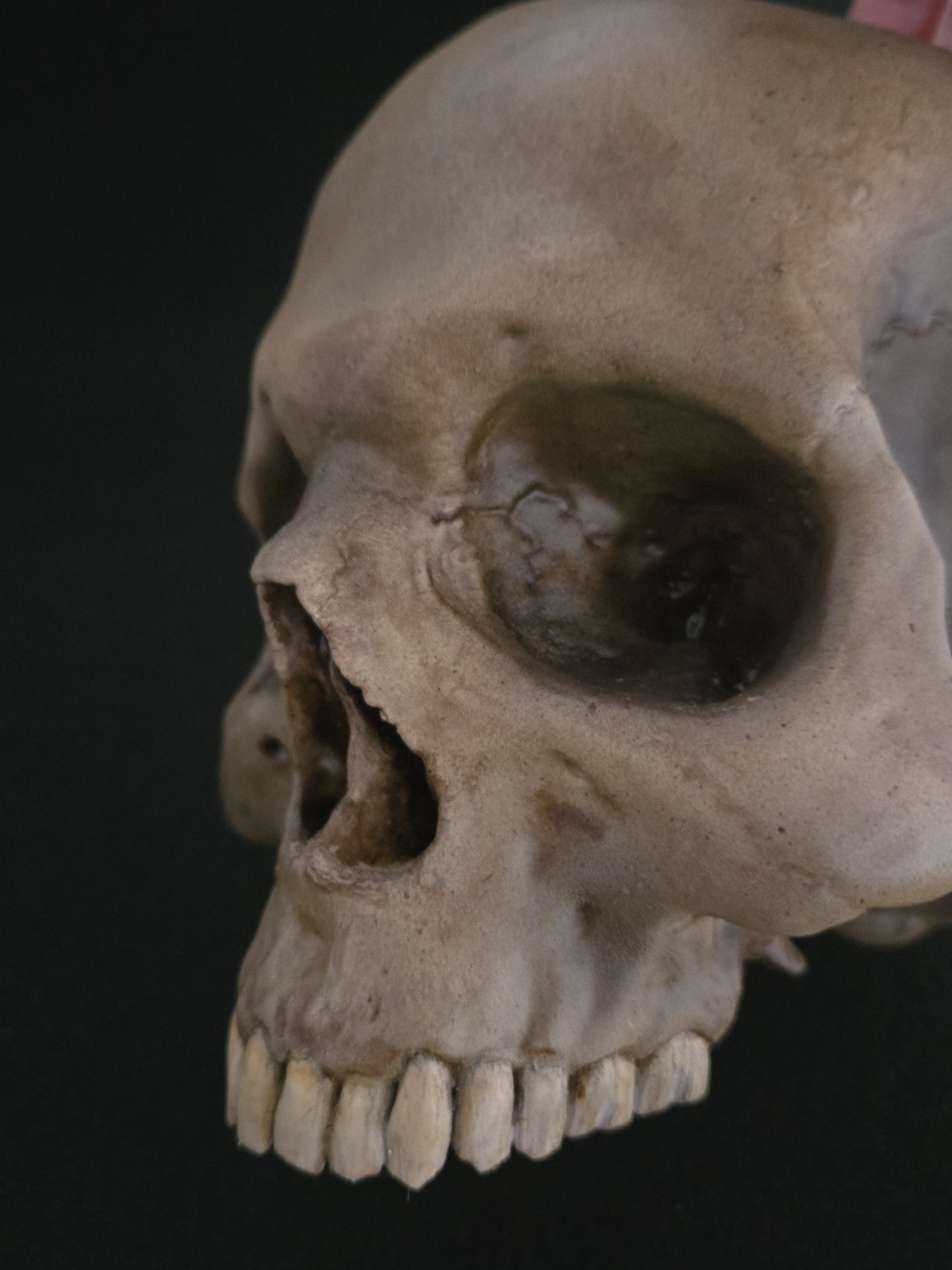 Skull Humanl Life Size Realistic