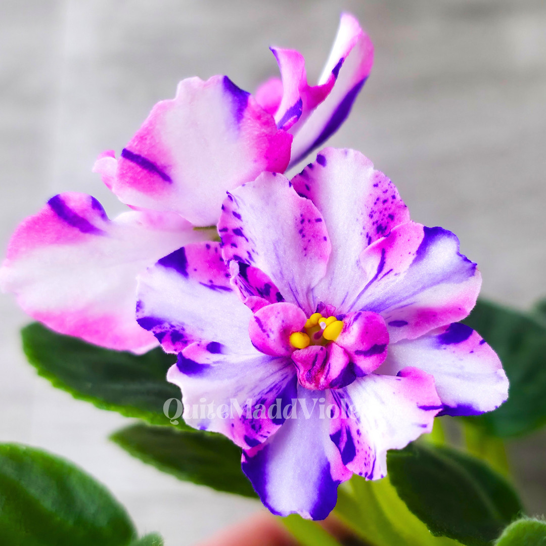 MK-Wind of Change (MK-Veter Peremen) -- Gorgeous Chimera RARE True Blooming