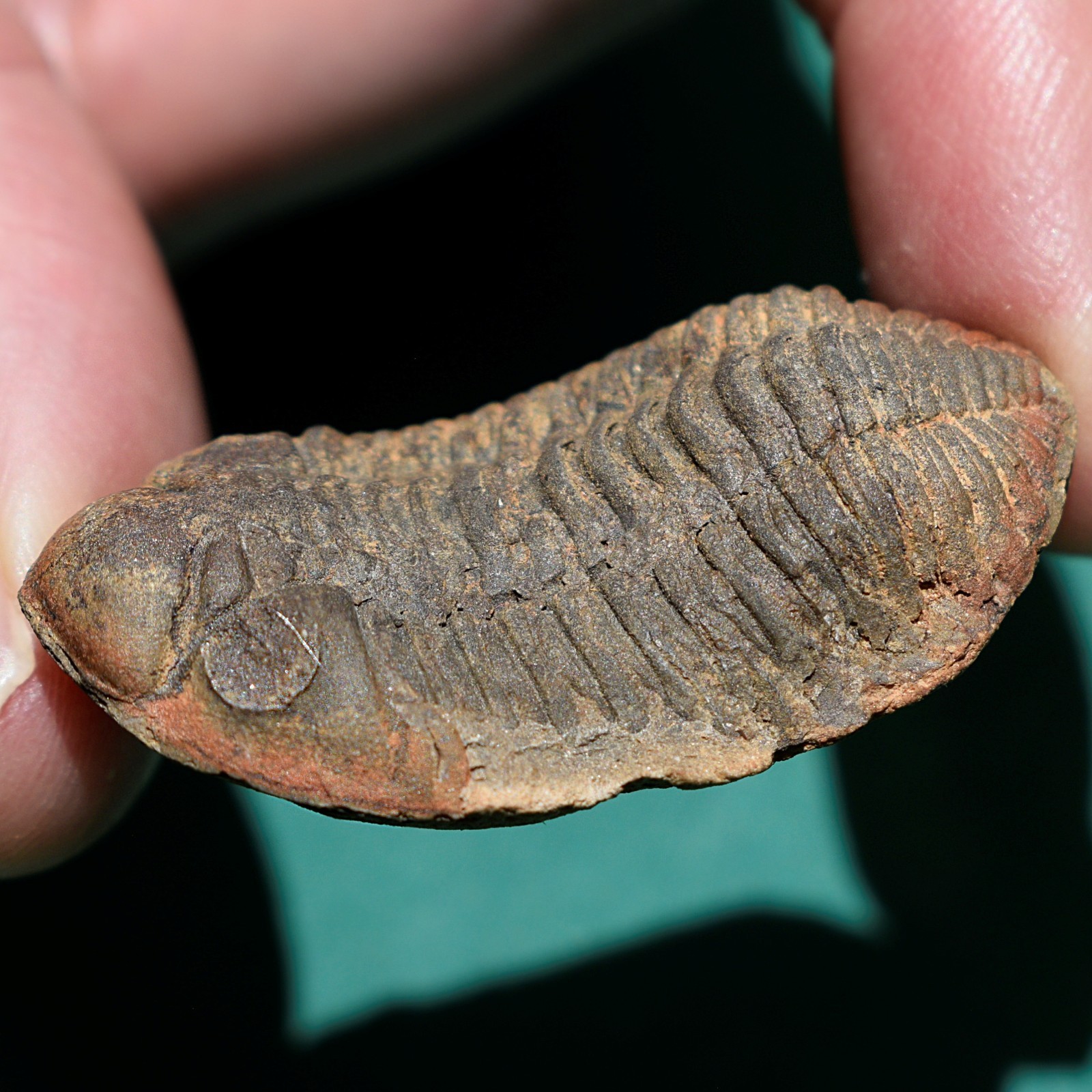 Trilobite: Cryphaeus australis - Bolivia devonian trilobite fossil