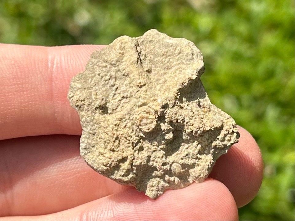 Alabama Fossil Starfish Cast Mississippian Age Bangor Limestone Formation