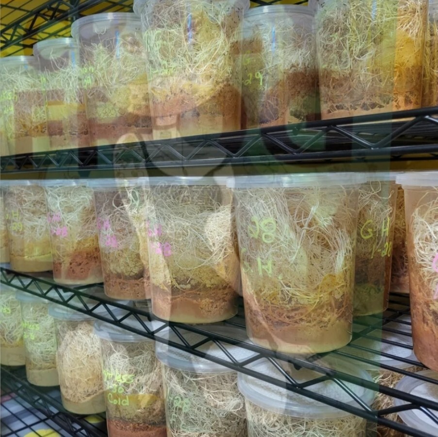 Golden Hydei Fruit Fly Cultures 2 Pack+ 2 Pack of Hydei Total of 4 CULTURES