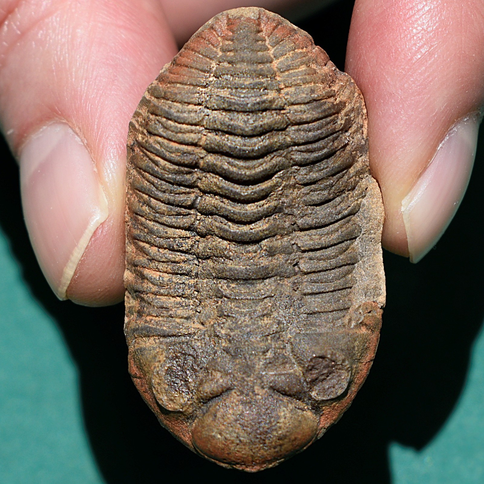 Trilobite: Cryphaeus australis - Bolivia devonian trilobite fossil