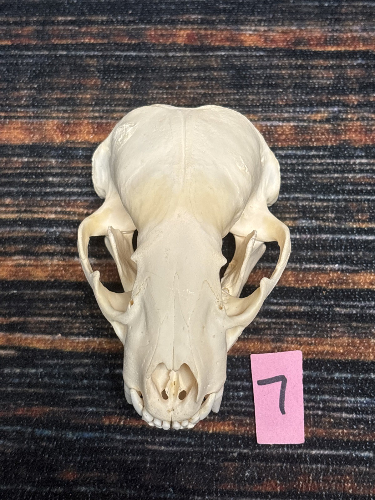 Real XL Badger Skull Unique Gift Halloween Craft Animal Mount Art Model Head Odd