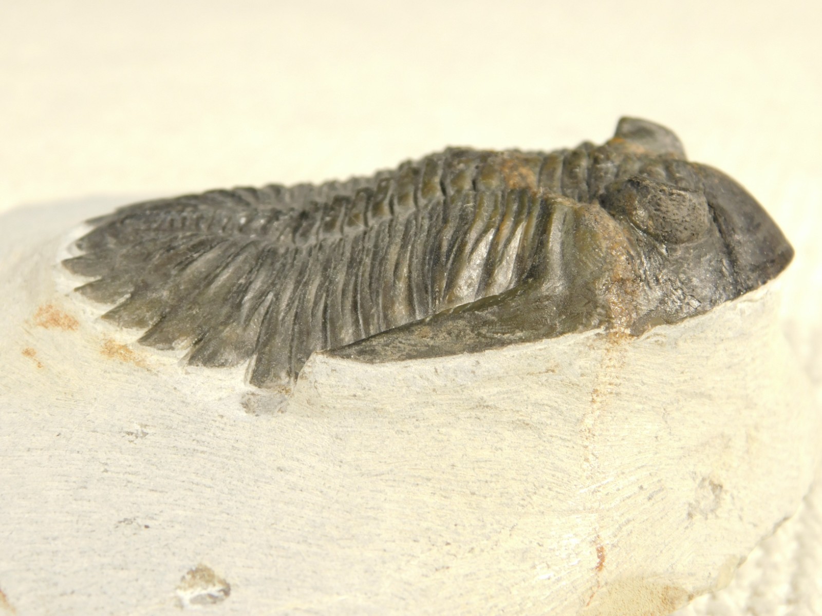 LARGER! Hollardops TRILOBITE Fossil Nice and 100% Natural Morocco 289gr