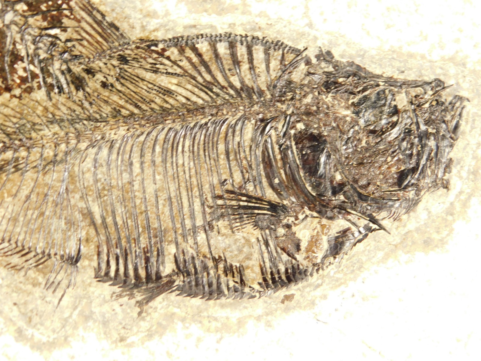 Two! SPECIES Rare Priscacara FISH Fossil and Diplomystus On HUGE Matrix Wyoming