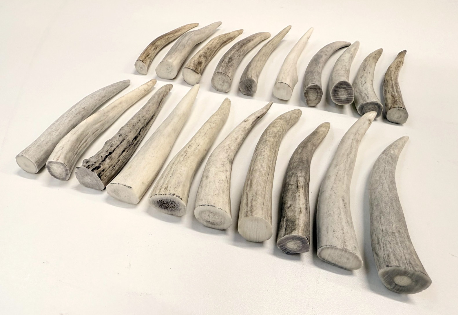 Deer Antler Tips (4"), Rustic Ornaments, Natural Jewelry Supplies (10 pc)