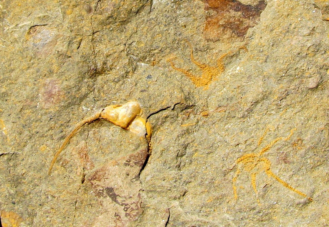VERY RARE DIACANTHASPIS, CRYPTOLITHUS, AND 2 BRITTLESTARS PLATE - SWATARA GAP!
