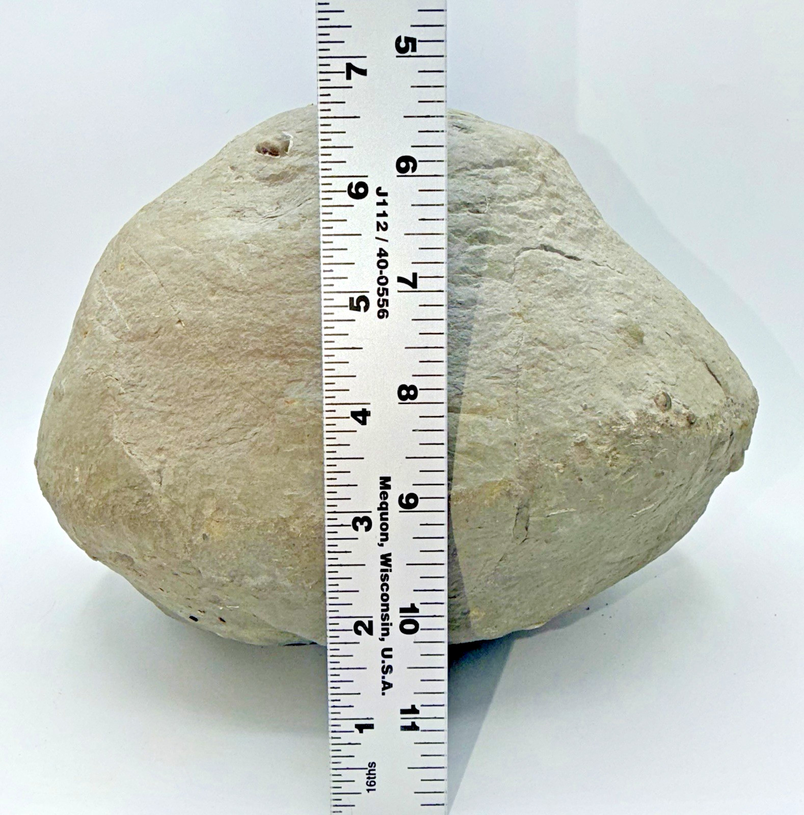 Large 31-lb Paleozoic Fossil Concretion w/Trilobite, Brachiopods, Gastropod poop