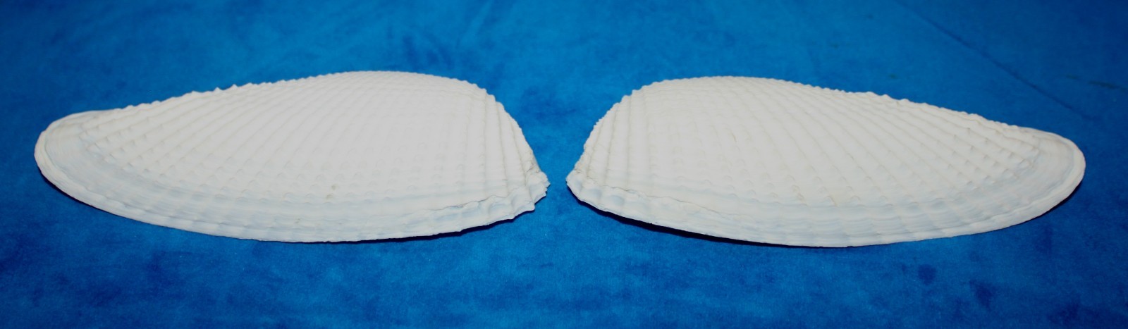 Seashell Angel Wings GIANT cyrtopleura costata Florida 146mm F+ #S-17